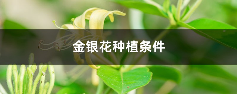 盆栽金银花的种植方法，时间和种植条件