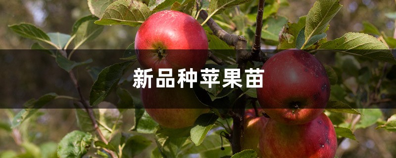 新品种苹果苗介绍