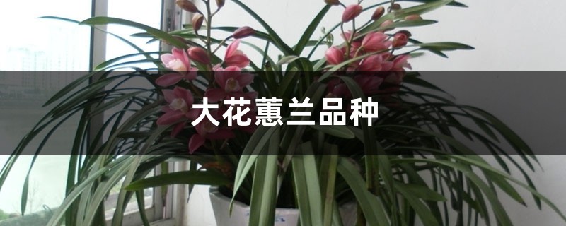 大花蕙兰品种