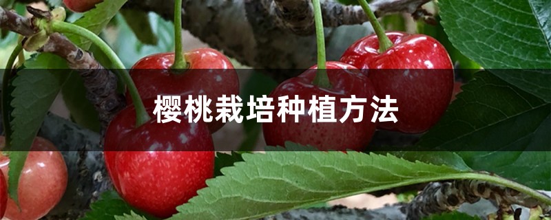 樱桃栽培种植方法