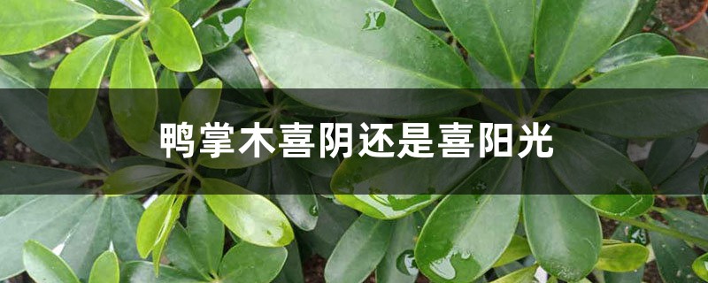 鴨掌木喜陰還是喜陽(yáng)光