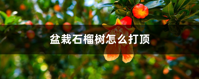 盆栽石榴樹怎么打頂