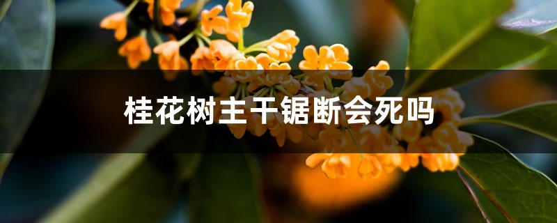 桂花樹主干鋸斷會死嗎