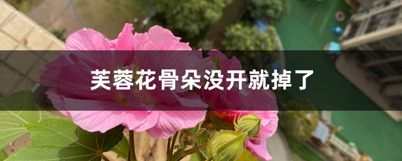 芙蓉花骨朵沒開就掉了怎么辦