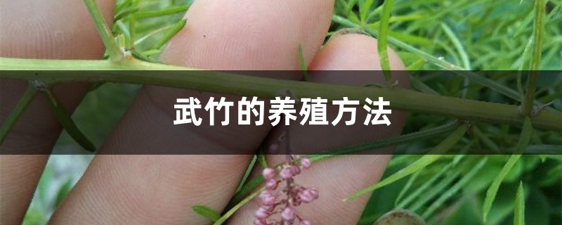 武竹的养殖方法