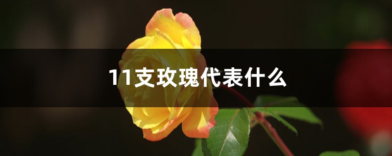 11支玫瑰代表什么