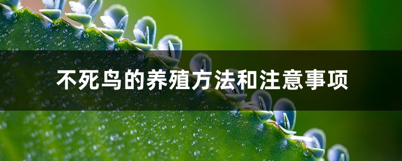 不死鳥的養(yǎng)殖方法和注意事項