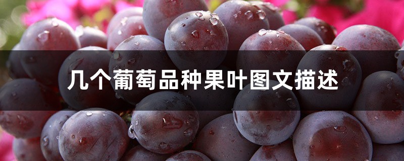 几个葡萄品种果叶图文描述