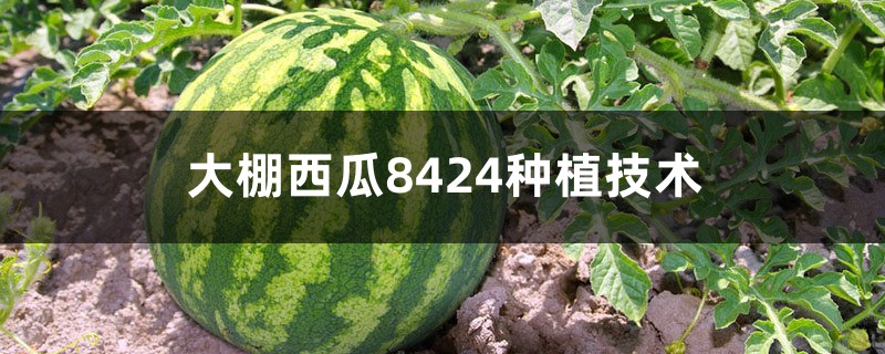 大棚西瓜8424种植技术，西瓜亩产量一般是多少