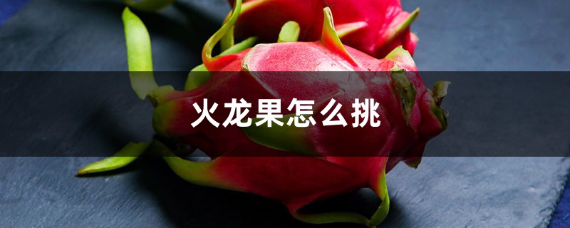 火龍果怎么挑，火龍果價(jià)格