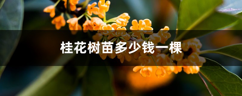 桂花樹苗多少錢一棵，10年金桂多少錢一棵