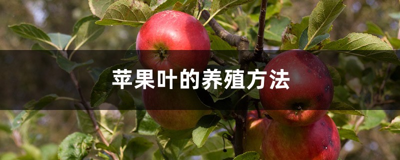 苹果叶的养殖方法和注意事项