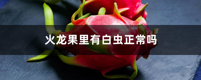 火龍果里有白蟲正常嗎，怎么保存的時(shí)間長(zhǎng)