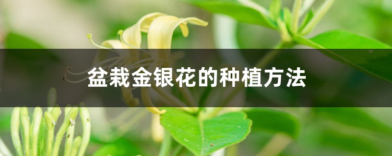 盆栽金银花的种植方法，用多大的盆