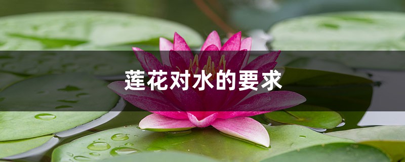 蓮花對水的要求，蓮花淋雨會死嗎