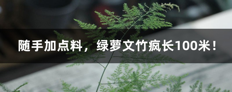 隨手加點(diǎn)料，綠蘿文竹瘋長(zhǎng)100米！