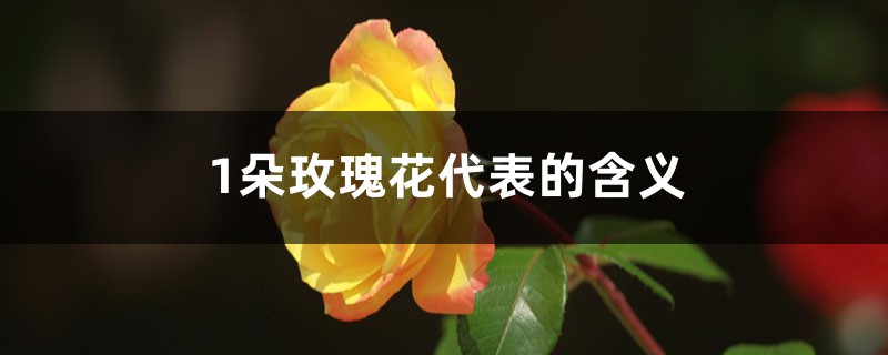 1朵玫瑰花代表的含义