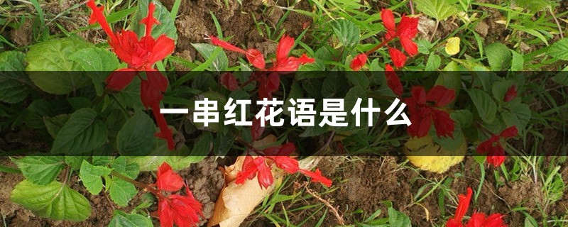 一串红花语是什么，什么季节开花