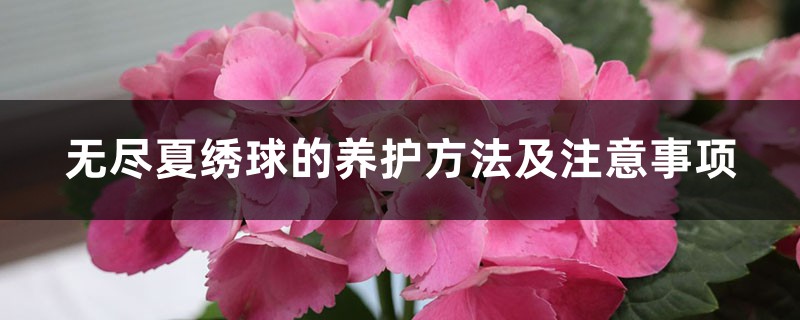 無(wú)盡夏繡球的養(yǎng)護(hù)方法及注意事項(xiàng)