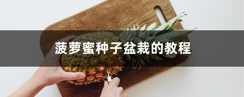 菠萝蜜种子盆栽的教程