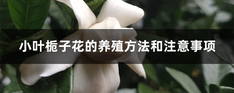 小叶栀子花的养殖方法和注意事项