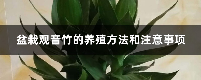 盆栽观音竹的养殖方法和注意事项