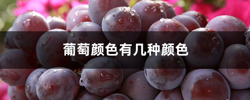 葡萄有什么颜色，不同品种和成熟度颜色不同