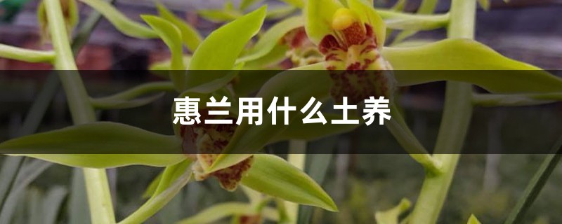 惠蘭用什么土養(yǎng)