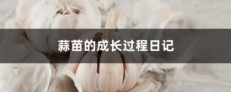 蒜苗的成長(zhǎng)過程日記