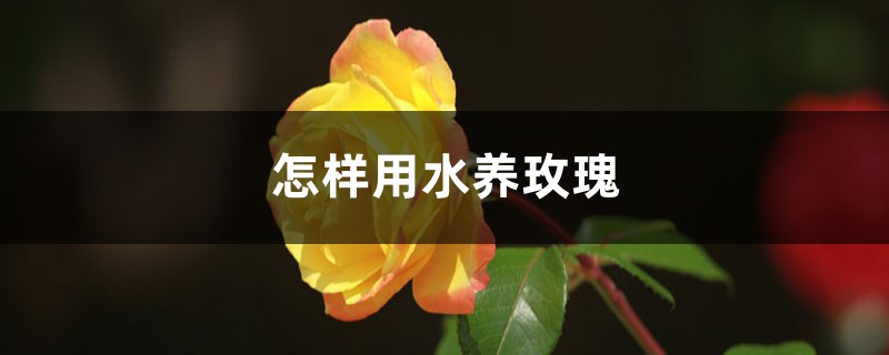 怎樣用水養(yǎng)玫瑰