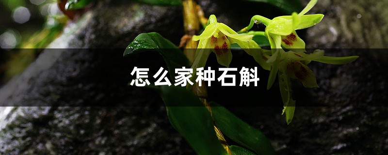 怎么家種石斛