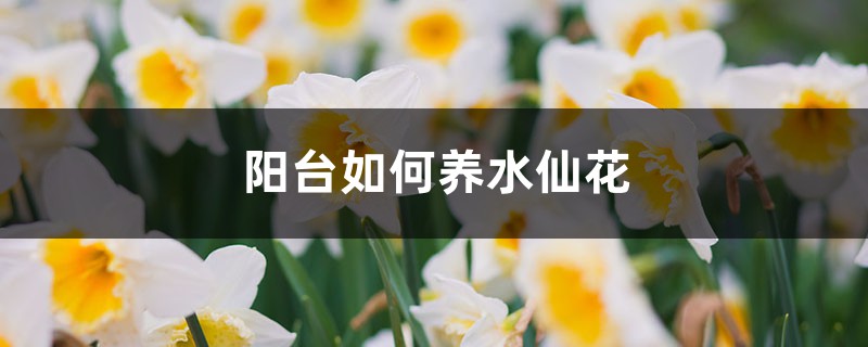 陽(yáng)臺(tái)如何養(yǎng)水仙花，需要注意什么