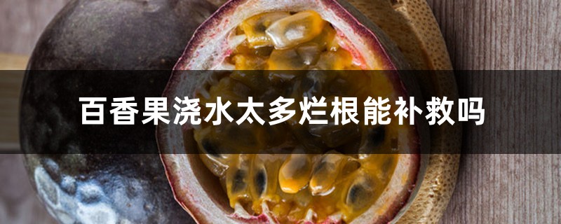 百香果澆水太多爛根能補(bǔ)救嗎，澆水到葉子還是根