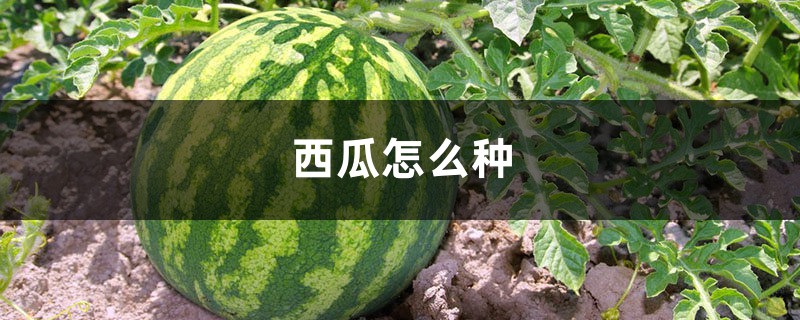 西瓜怎么种，种植技术介绍