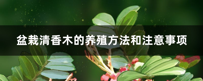 盆栽清香木的養(yǎng)殖方法和注意事項(xiàng)