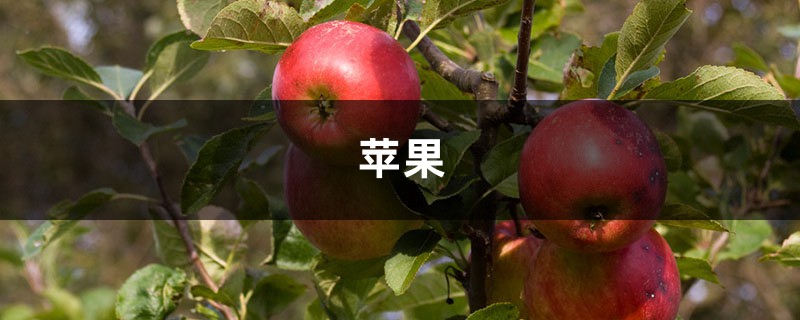 苹果苗品种介绍（红肉苹果苗、红心苹果苗）