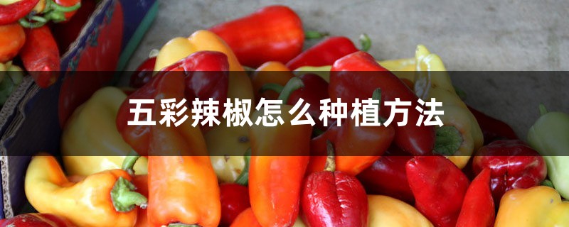 五彩辣椒怎么种植