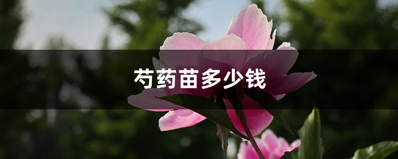 芍藥苗多少錢，怎么種植