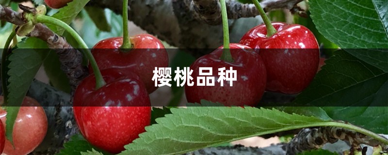 樱桃的品种介绍，樱桃的图片