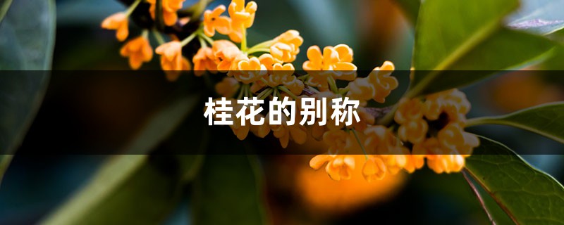 桂花的別稱，桂花的樣貌