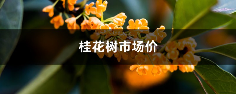 桂花樹市場價，桂花樹圖片