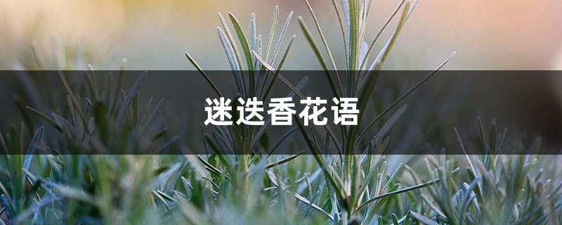 迷迭香在中国叫什么，花语是什么呢？
