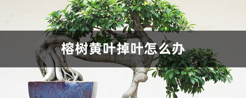 榕樹黃葉掉葉怎么辦