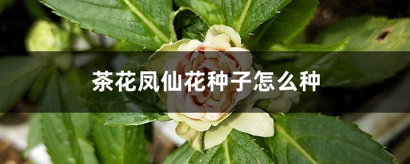 茶花凤仙花种子怎么种