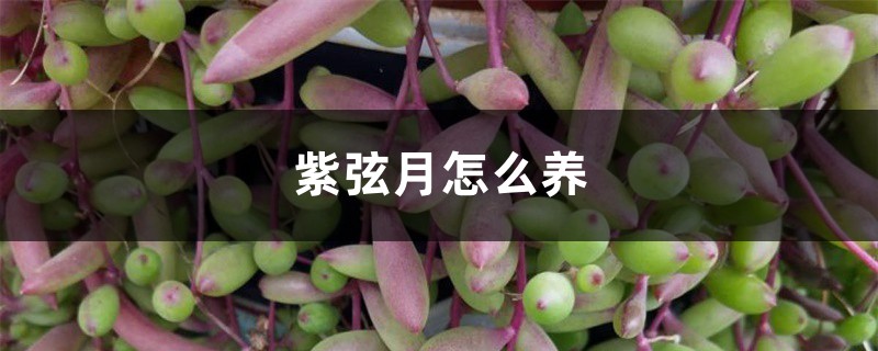 紫弦月怎么養(yǎng)