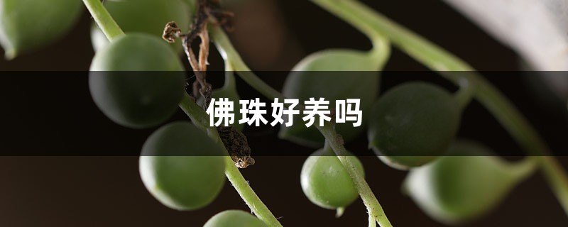 佛珠好养吗