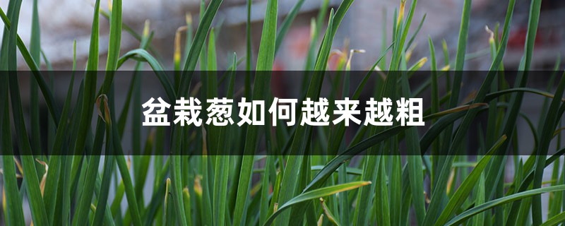 盆栽蔥如何越來(lái)越粗