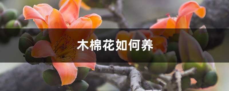 木棉花如何養(yǎng)，在北方可以栽植嗎