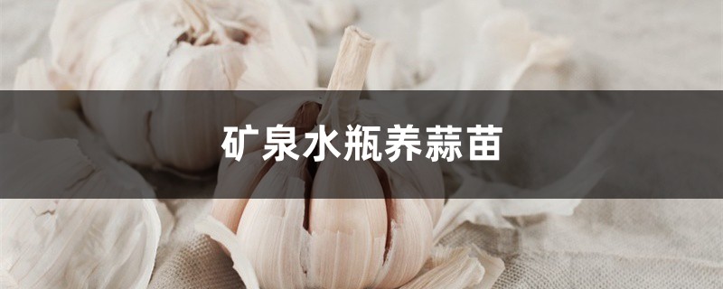 礦泉水瓶養(yǎng)蒜苗的方法