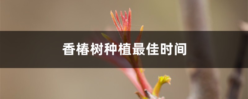 香椿树种植最佳时间